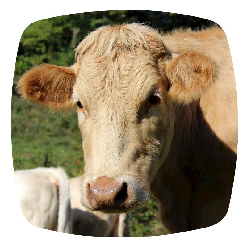 Affiche vache