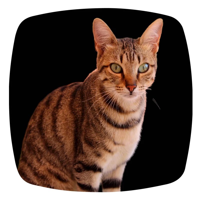 Chat chat chaton doux