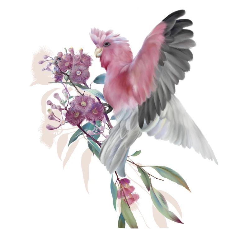 Galah on the eucalyptus flower