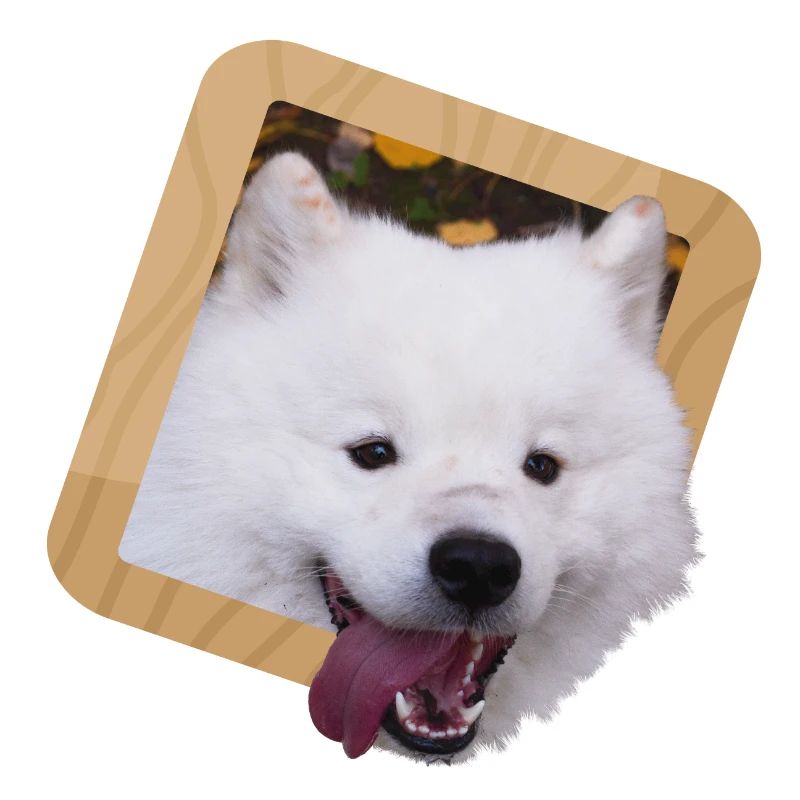 Chiot Samoyède dans un cadre