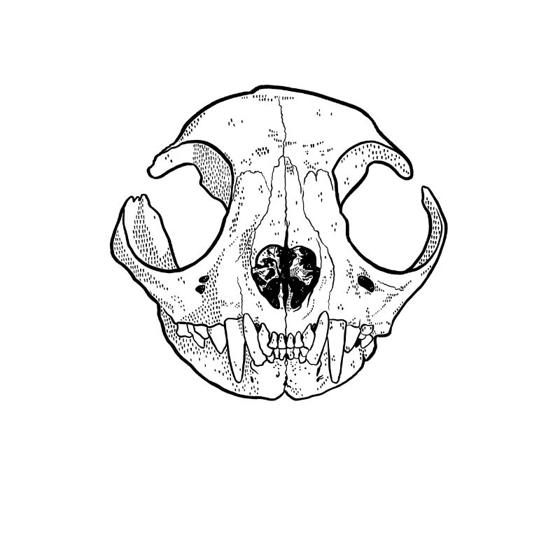 Cats Skull Skull Skull