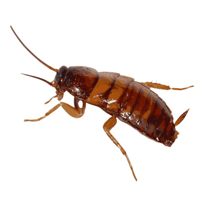 Cafard insecte cafard cafard
