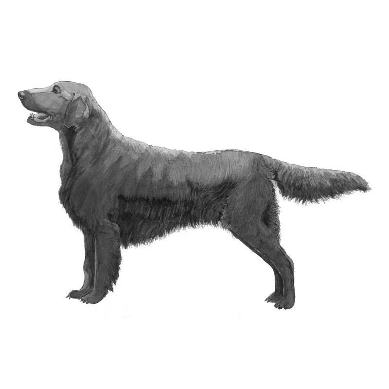 Flatcoated Retriever