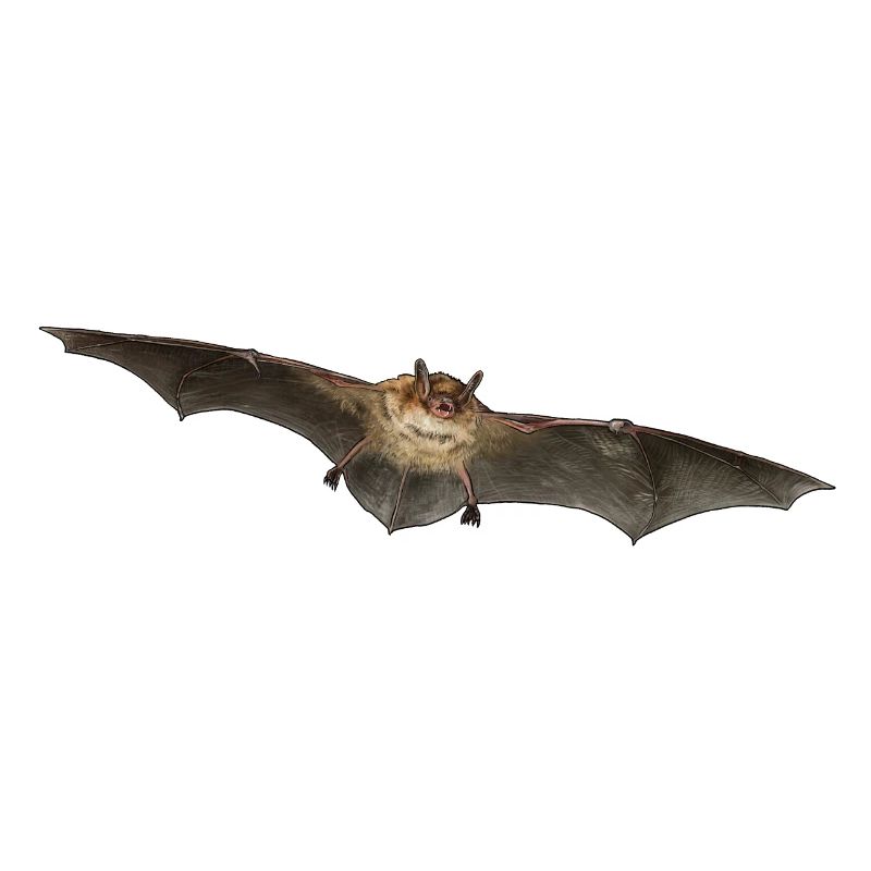 Pond bat individually