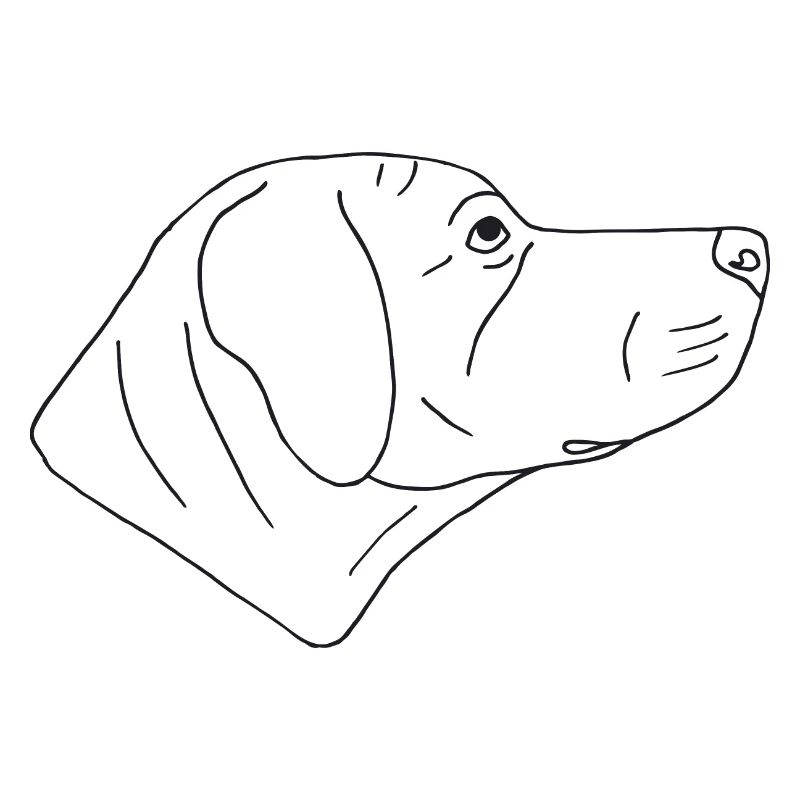Rhodesian Ridgeback