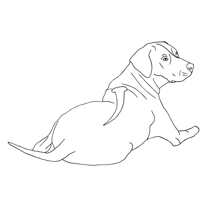 Rhodesian Ridgeback