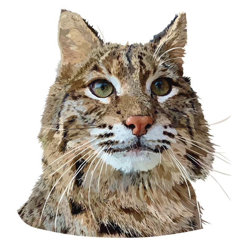 Lynx