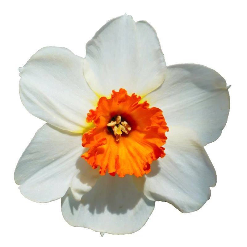 The daffodil comes from the Mediterranean