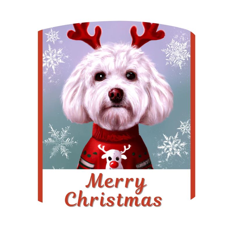 Doux chien (Bichon frise) dans un pull de Noël.