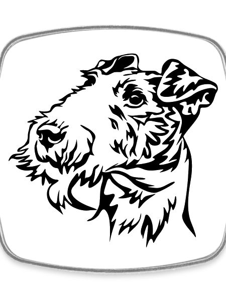 Fox terrier head