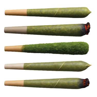 BIO GANJA - libertà e diritti