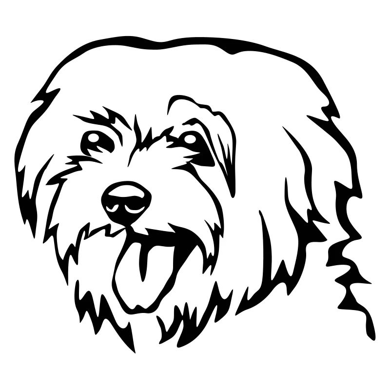 Maltese head