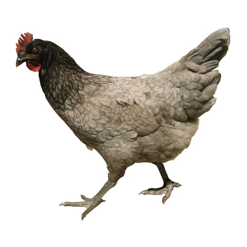 poulet gris