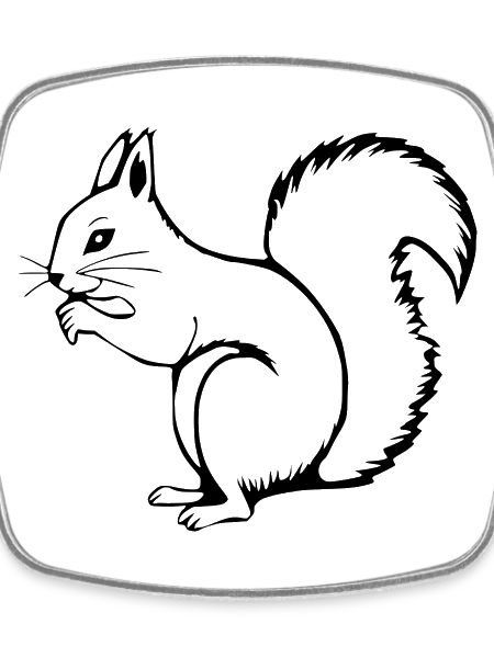 Squirrel