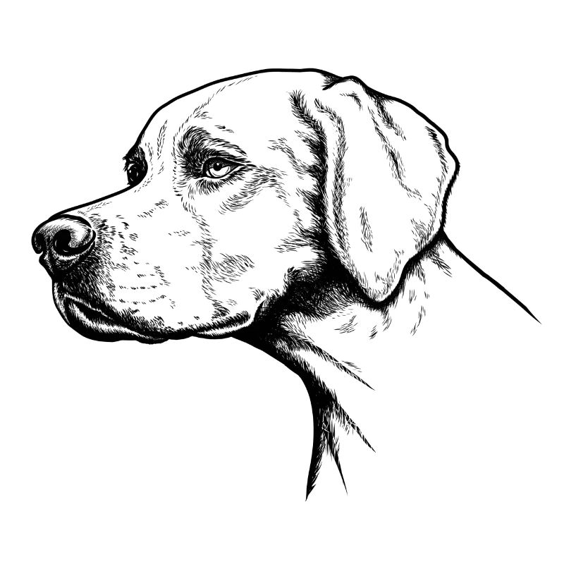 Pointer Portrait