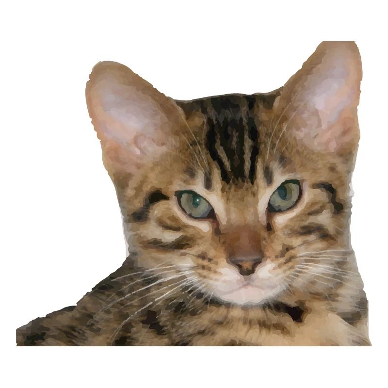 J’aime mon chat guépard