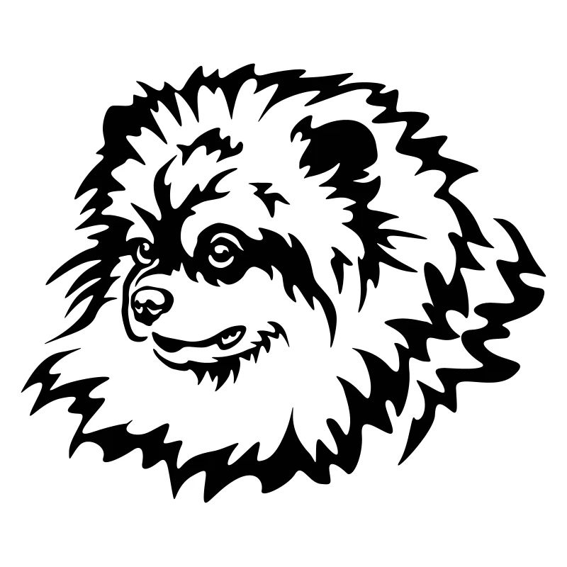 Zwergspitz Kopf