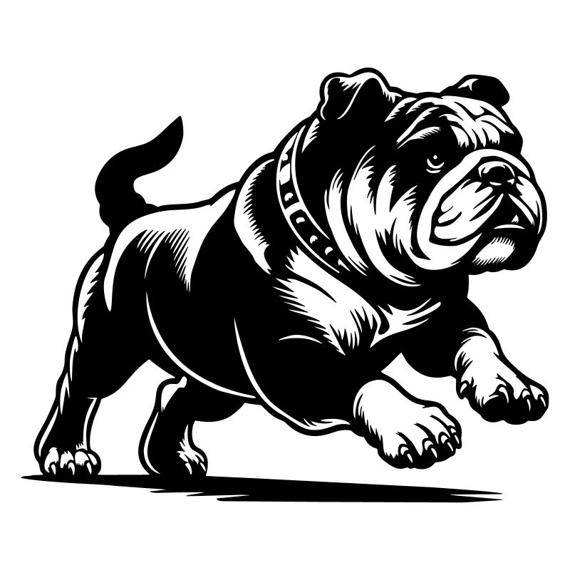 Bouledogue anglais