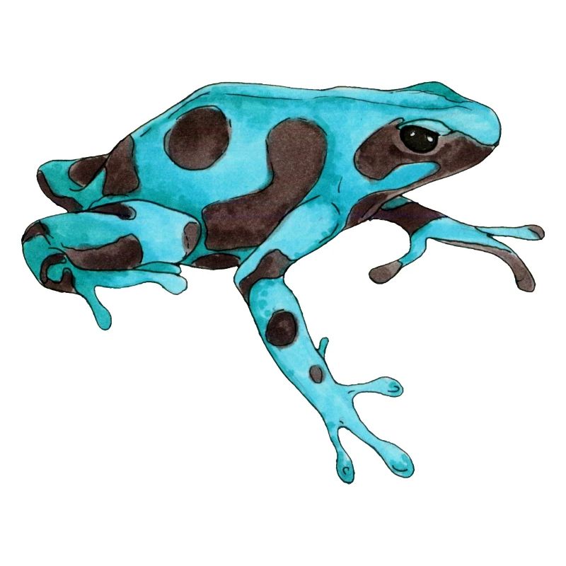 Poison frog