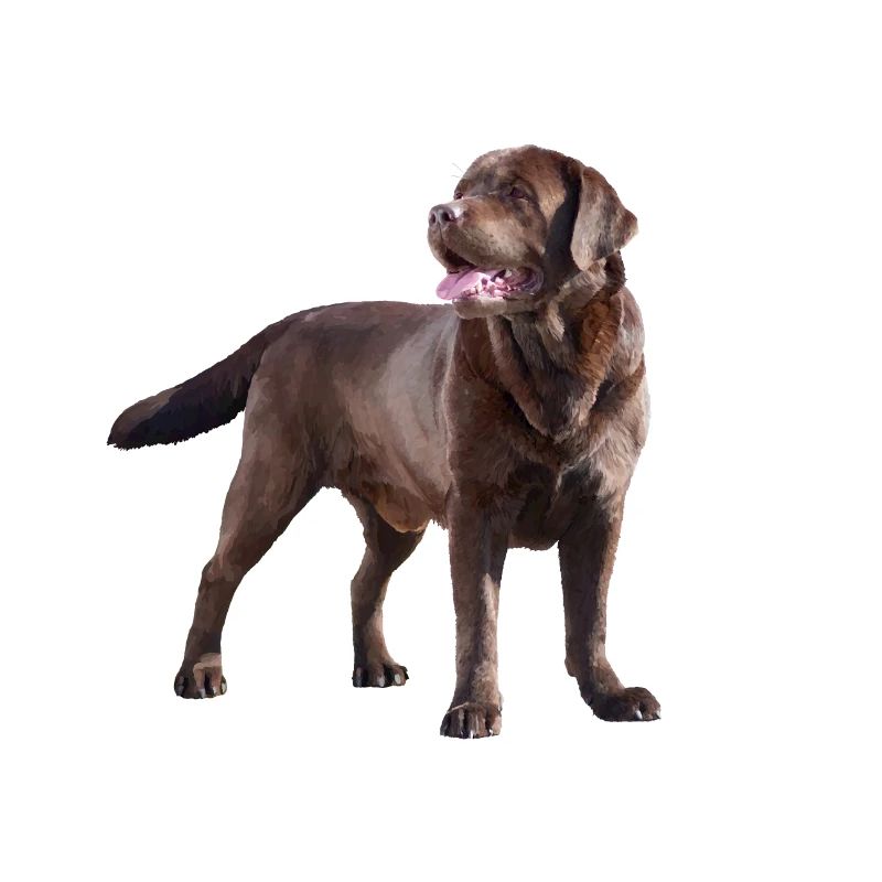 Labrador