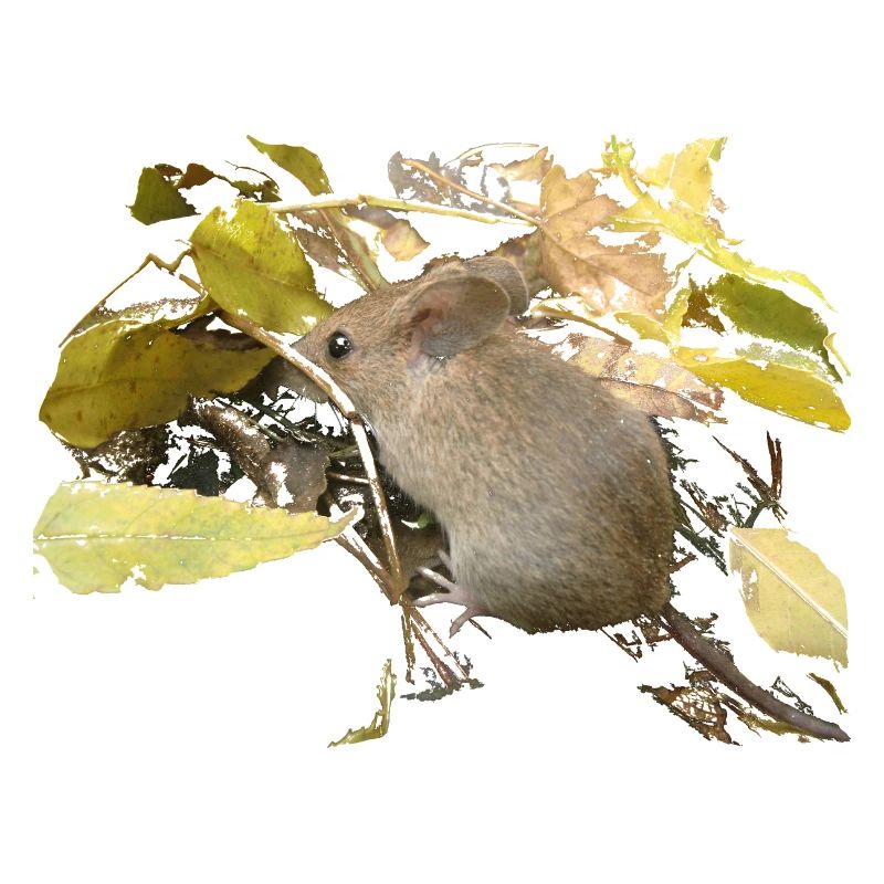 Souris dans le feuillage