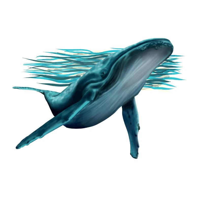 Whale
