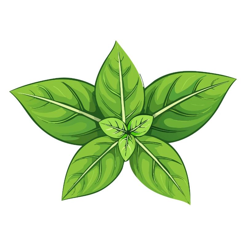 Basil