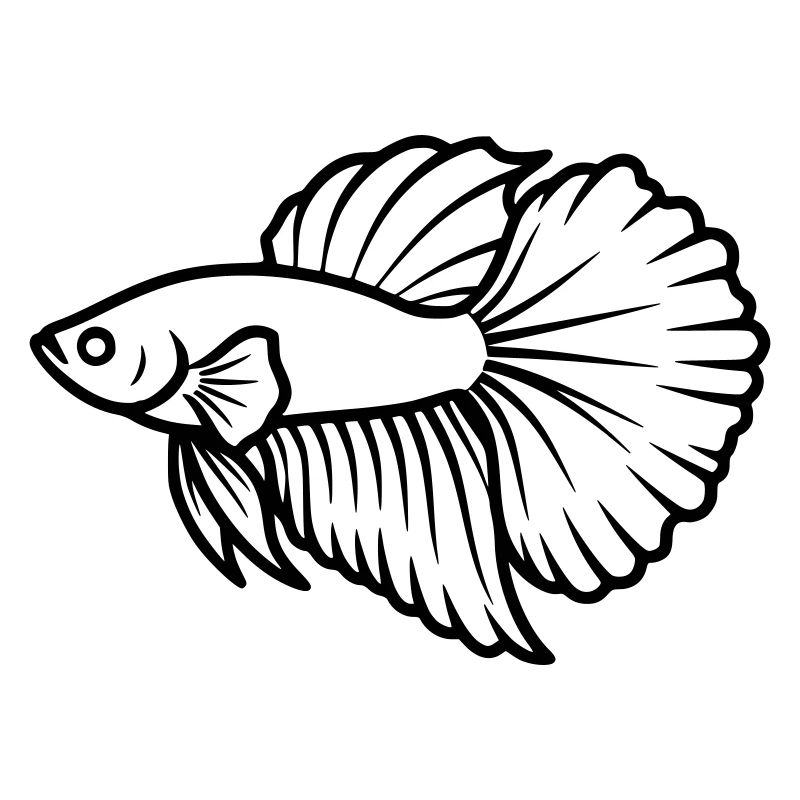 Kampffisch Betta Splendens Aquarium