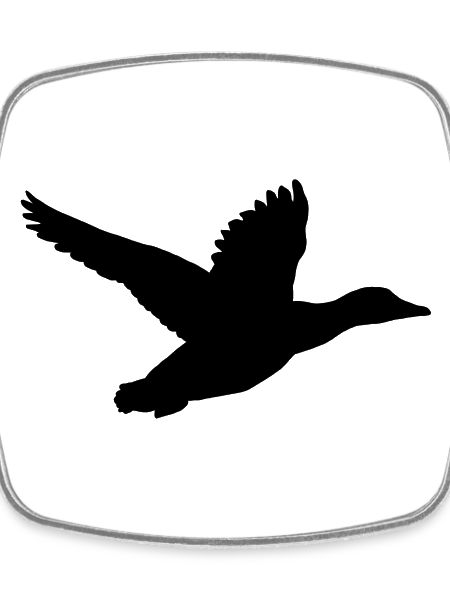 Duck in flight