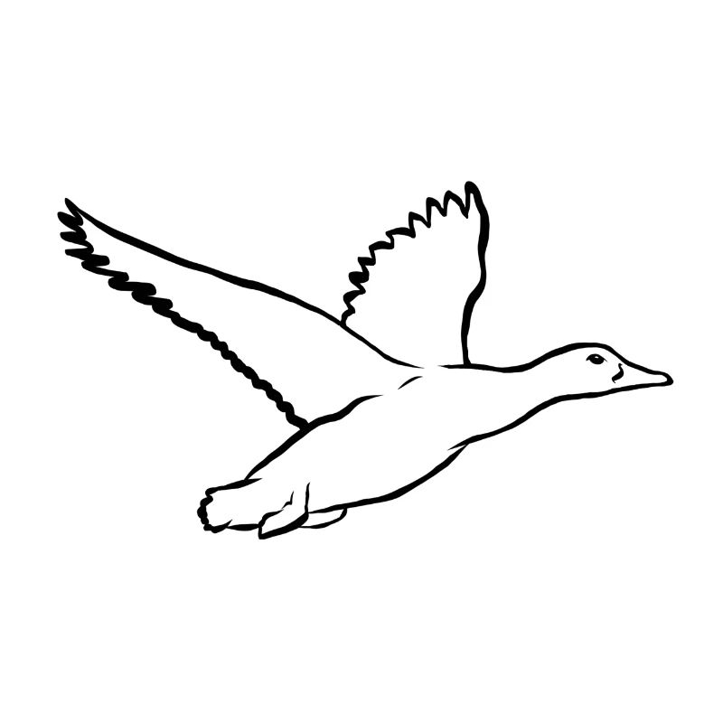 duck