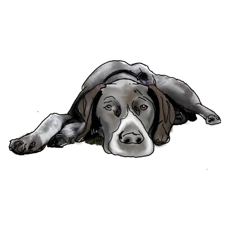 Pointer Deutsch Kurzhaar