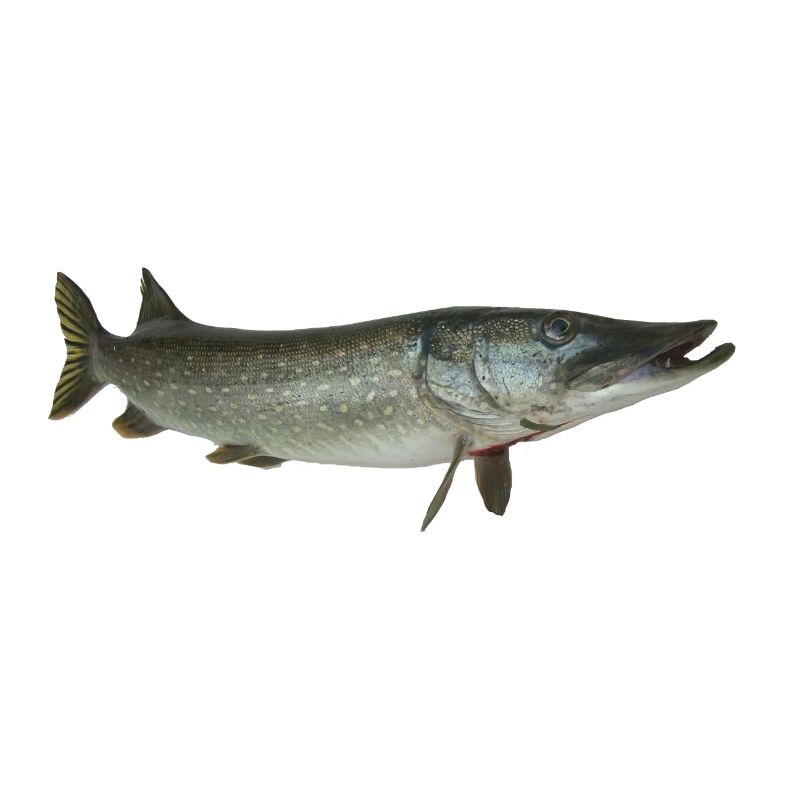 Pike