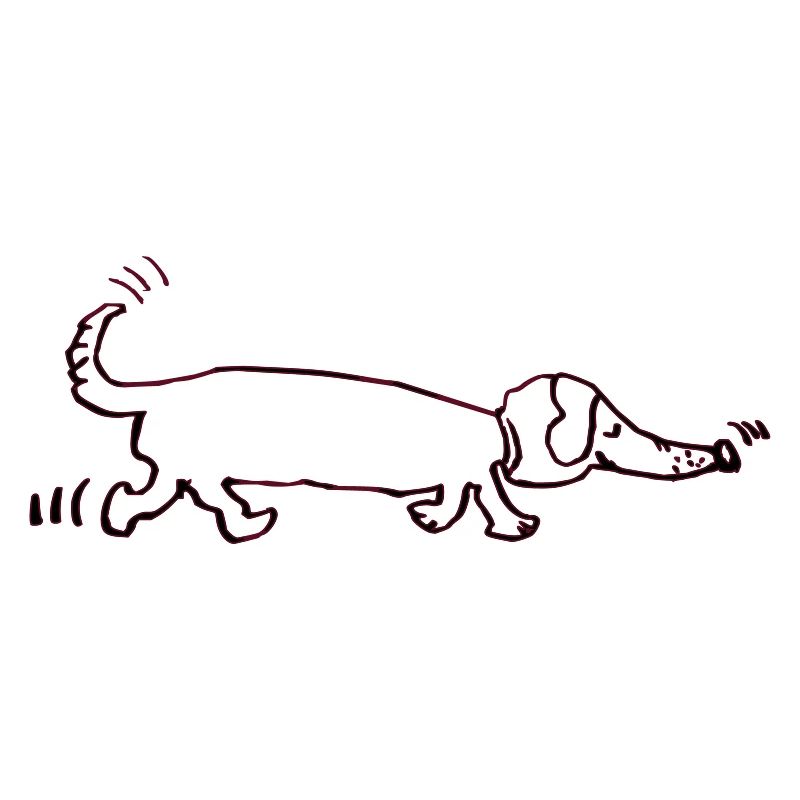 drôle teckel, teckel, chien, teckel