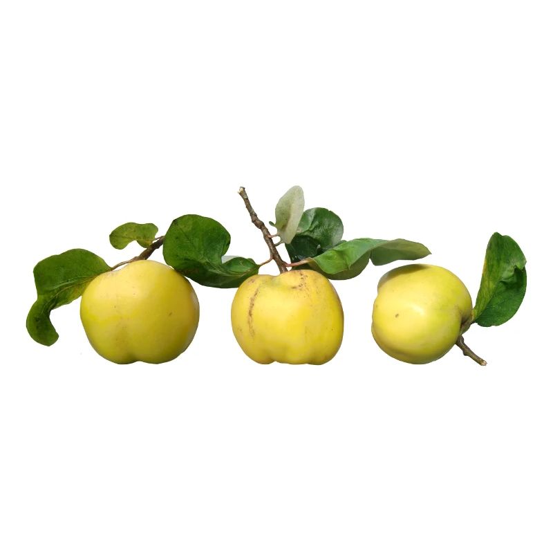 Quinces