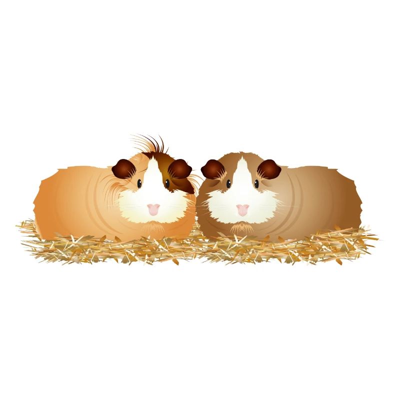 deux mignons cochons d’Inde ensemble en paille