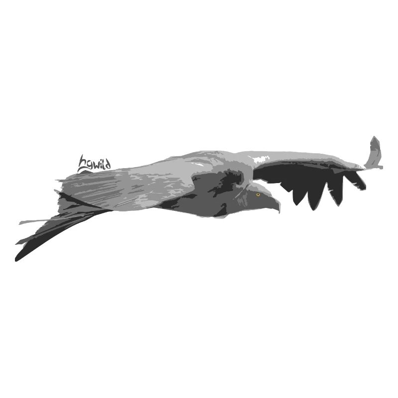 Griffon Vulture Silhouette