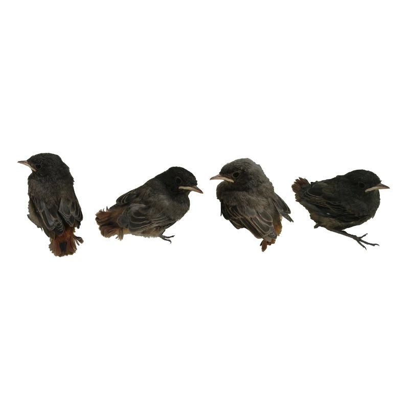 House redstart branches