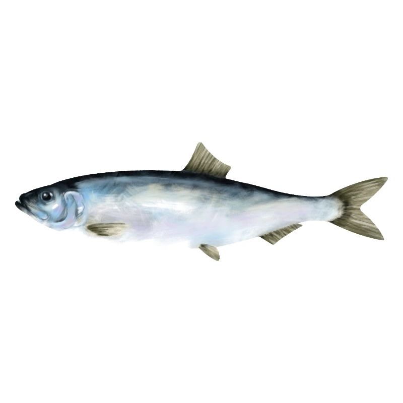 herring