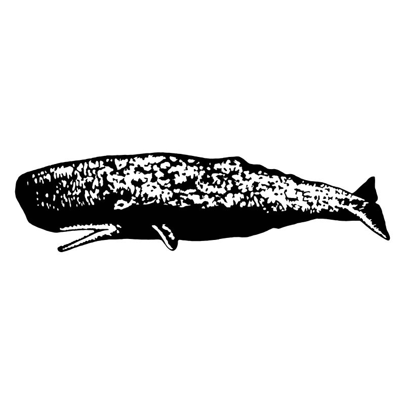 Sperm whale