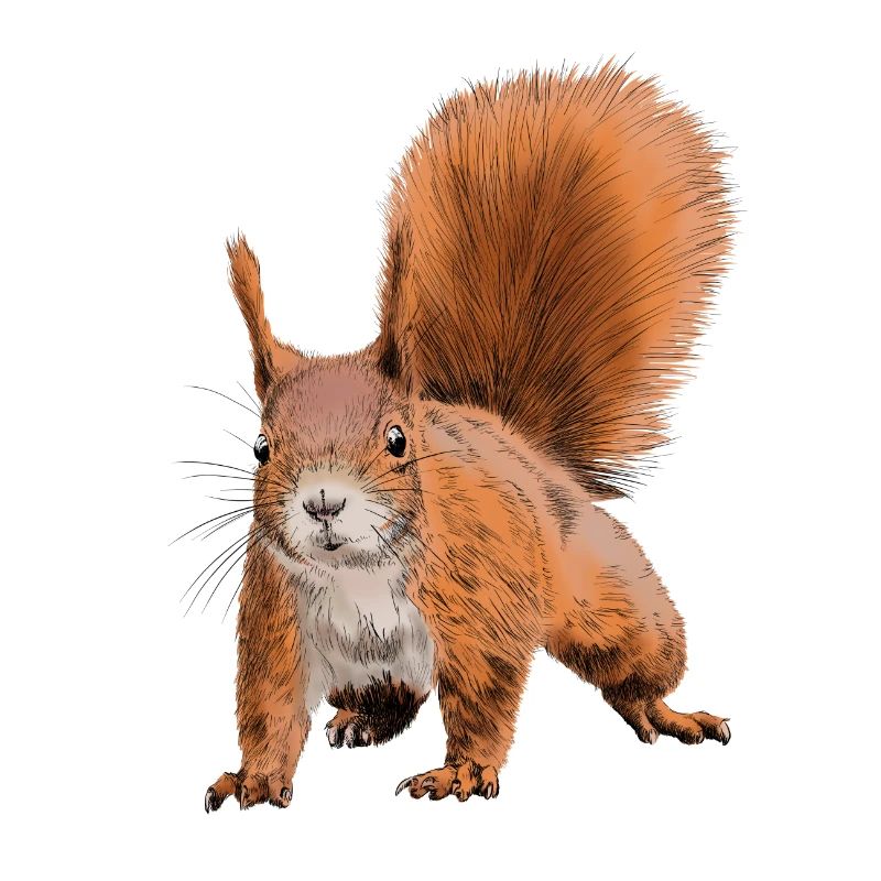squirrel