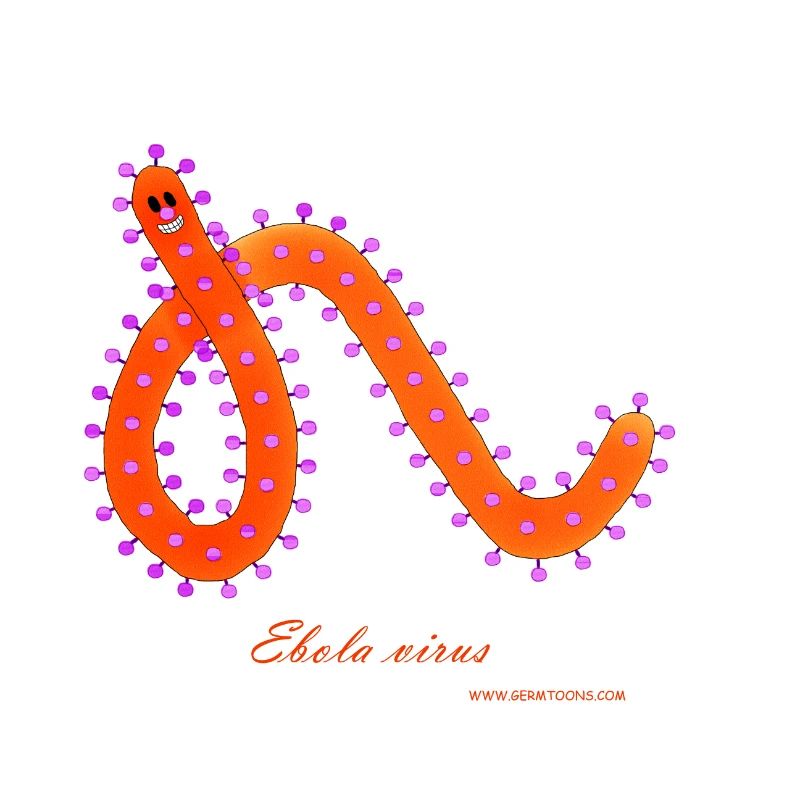 Ebola virus