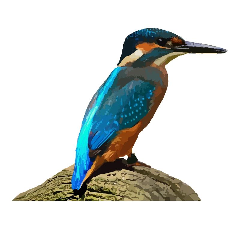 Kingfisher