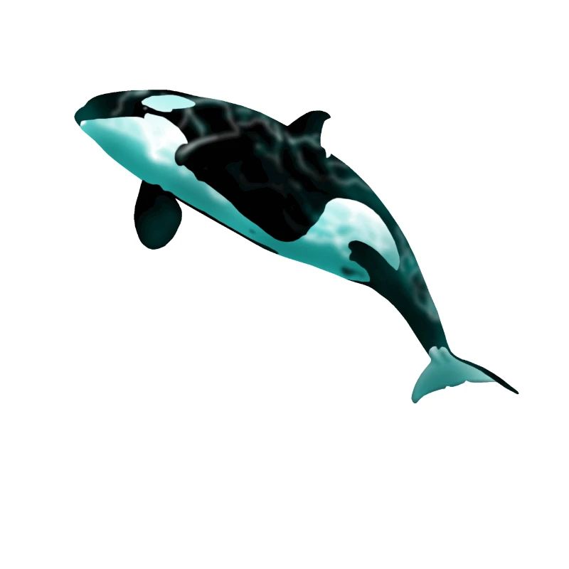 Orca