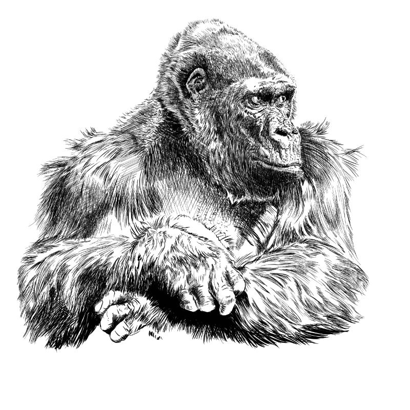 gorilla