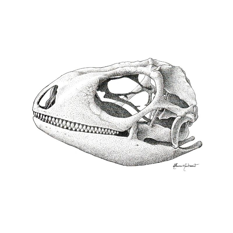Teiú Lizard Skull - Encre