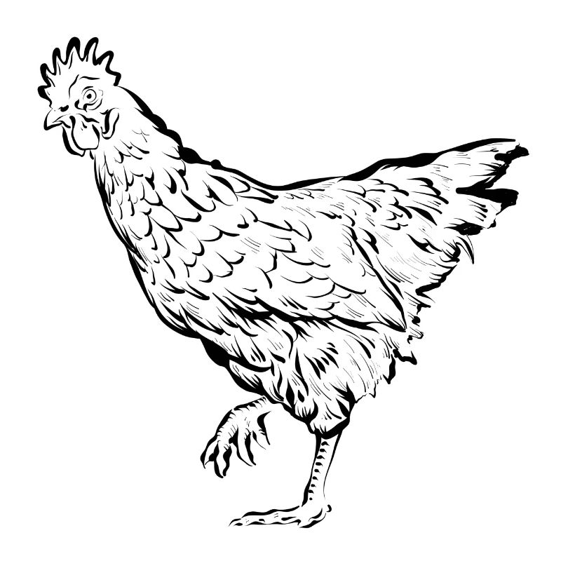 Huhn Hühner Henne