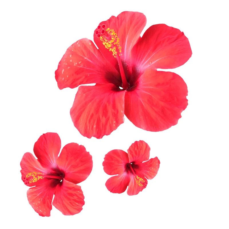 Red Hibiscus Blossoms Triple