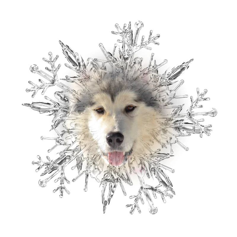 Malamute Cristal