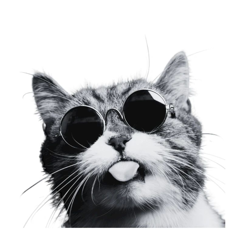 Chill Cat in Round Sunglasses
