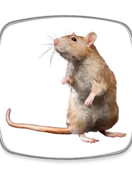mouse